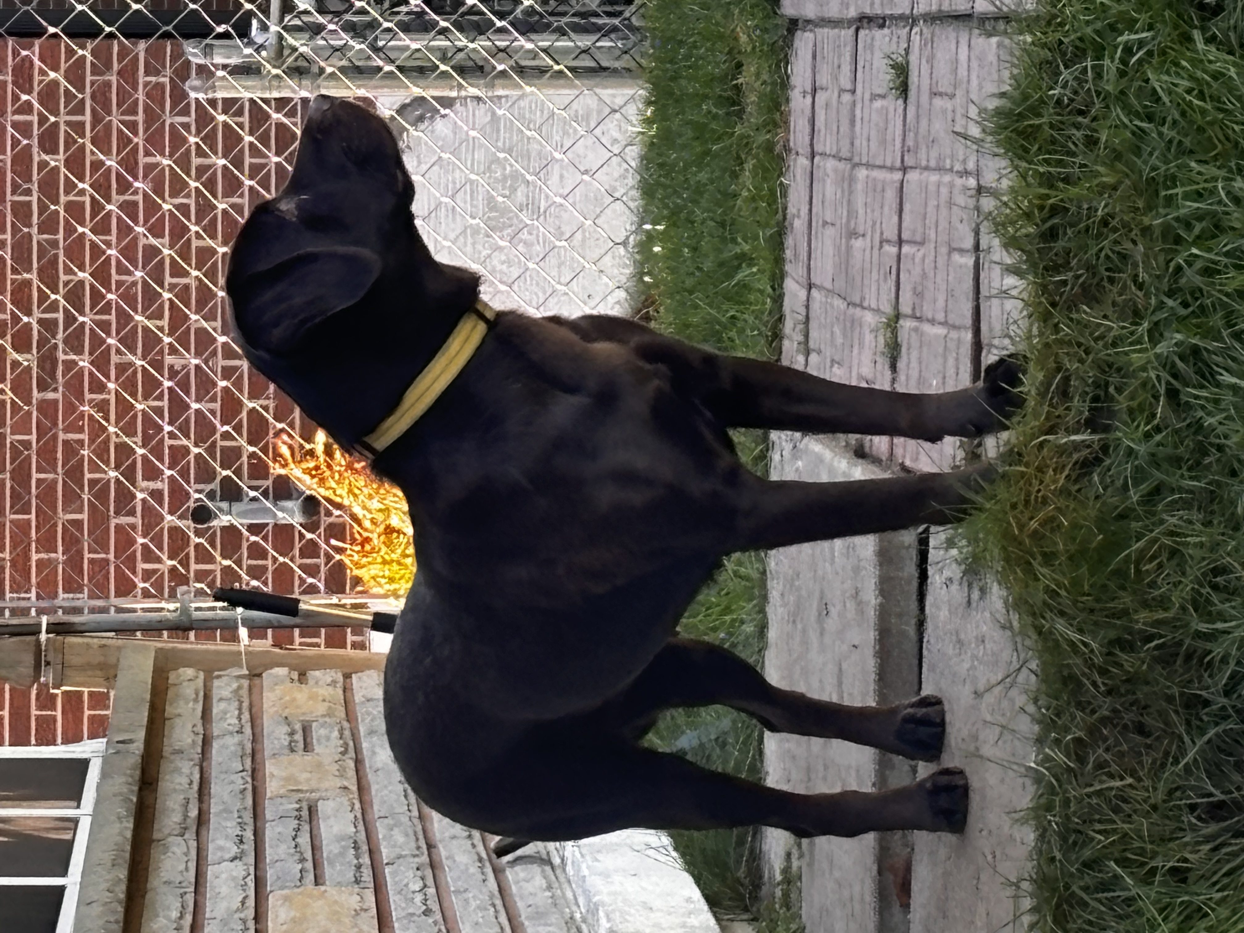 Enlarge BRANDY, a Adopted Chocolate Labrador Retriever in Stouffville, ON image 4/5