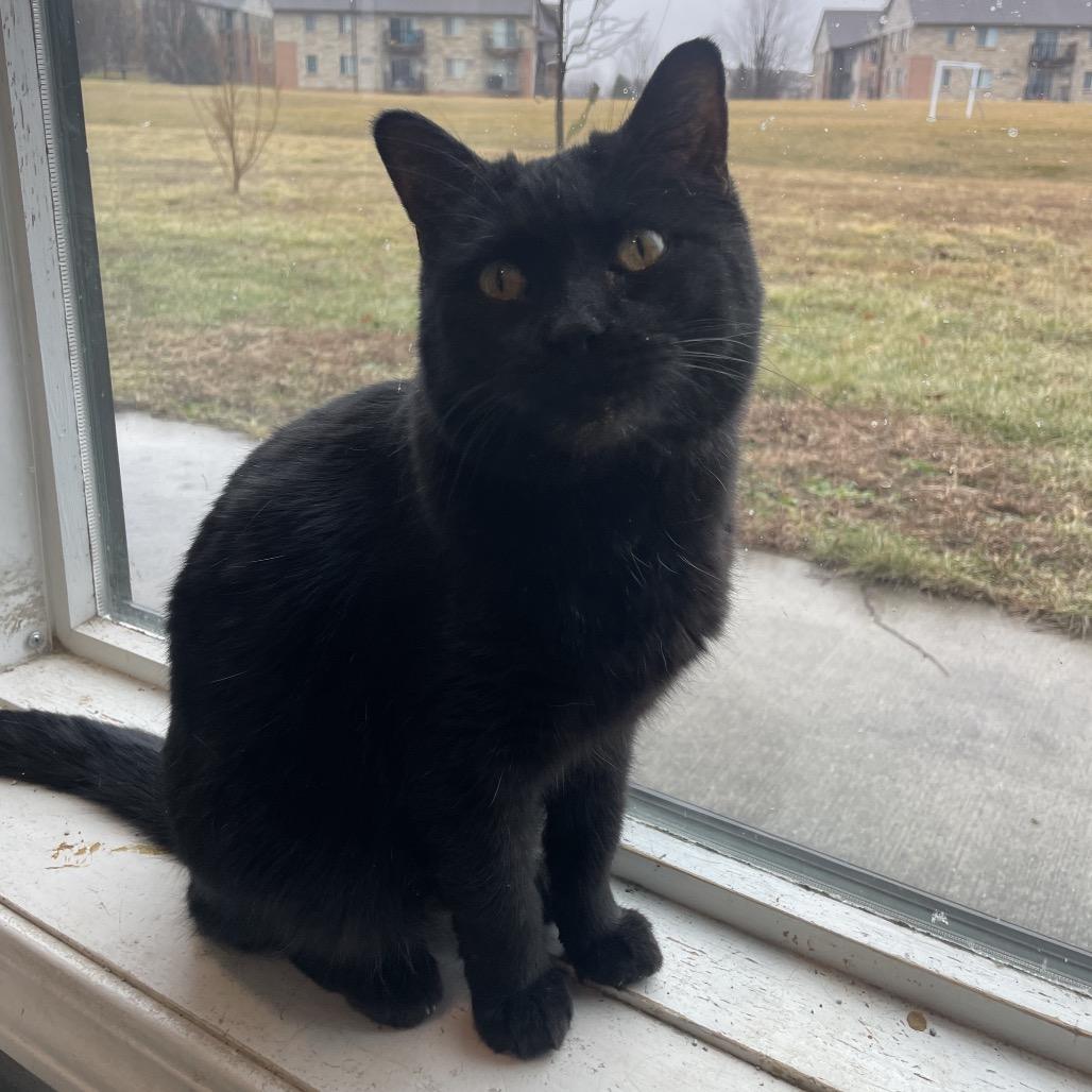 Enlarge Remi (bonded to Wolf), a Adoptable Domestic Short Hair in West Des Moines, IA image 1/4