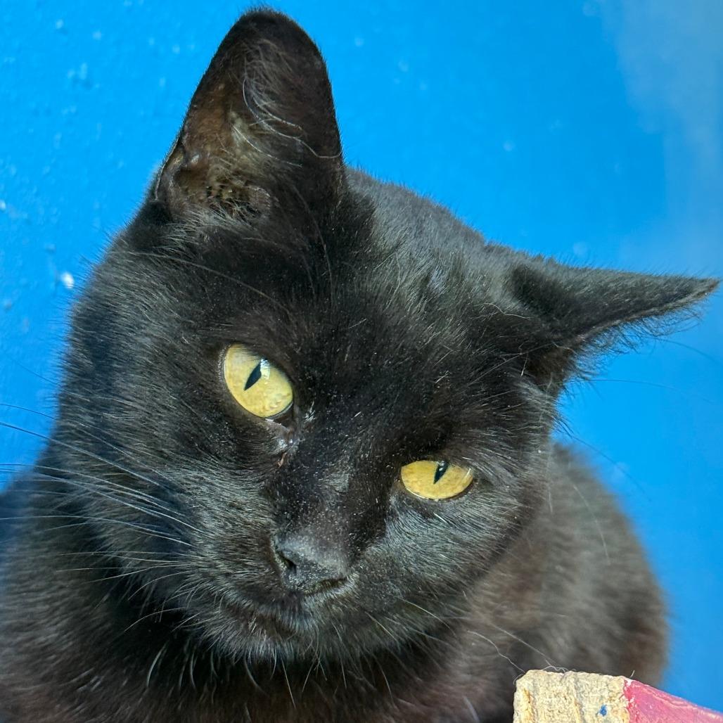 Remi (bonded to Wolf), Adoptable, Senior Female Domestic Short Hair.
