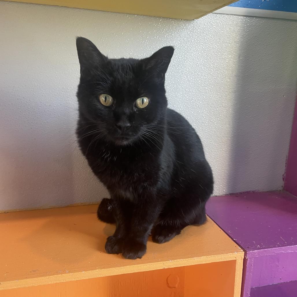 Remi (bonded to Wolf), a Adoptable Domestic Short Hair in West Des Moines, IA image 3/3