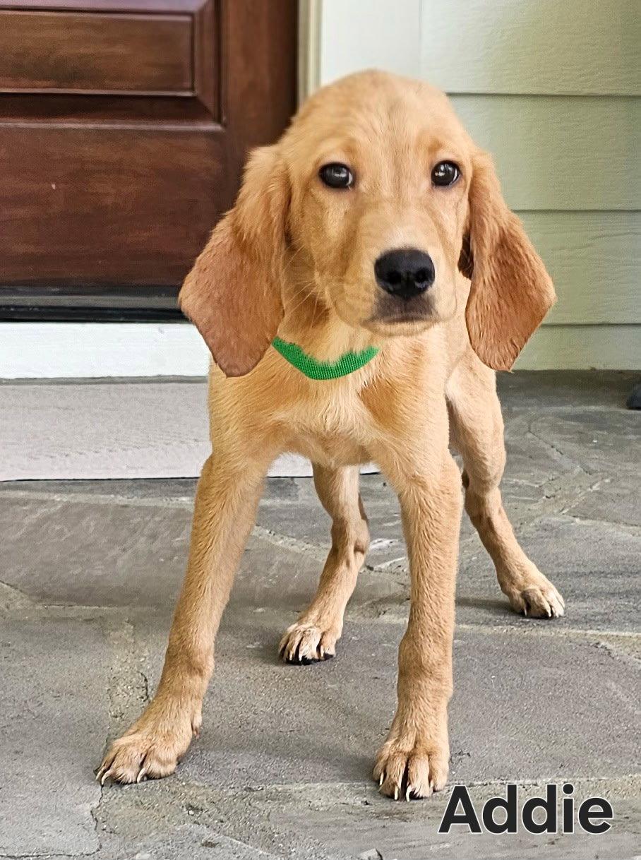 Enlarge PUPPY ADDIE, a Adopted mixed breed in Franklin, TN image 2/3