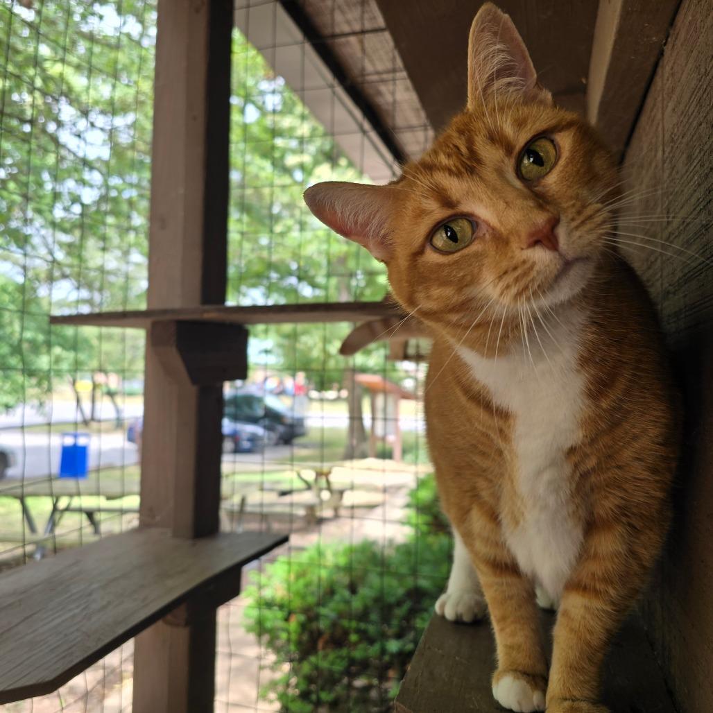 Enlarge Princess, a Adoptable mixed breed in Waldorf, MD image 1/3