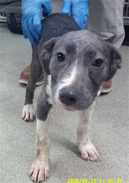 ROBIN, Adoptable, Puppy Female Staffordshire Bull Terrier & Mixed Breed.