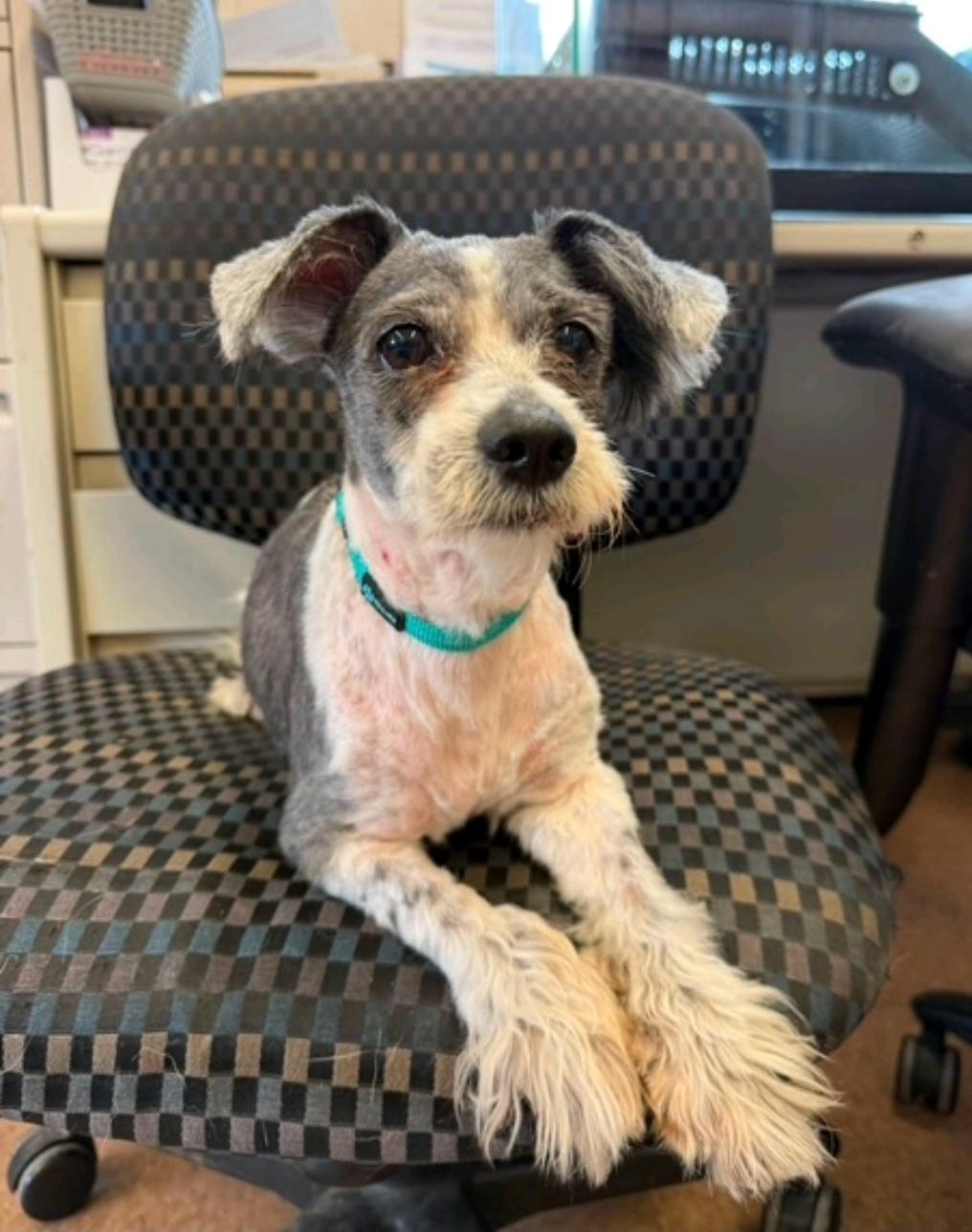 Wilson, ADOPTABLE, Young Male Maltese.