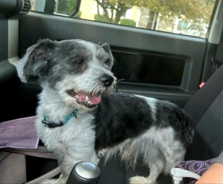 Enlarge Wilson, a ADOPTABLE mixed breed in Hamburg, NY image 2/5