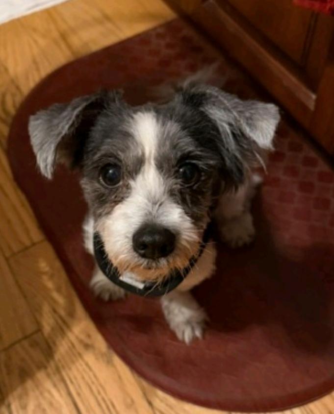 Enlarge Wilson, a ADOPTABLE mixed breed in Hamburg, NY image 5/5
