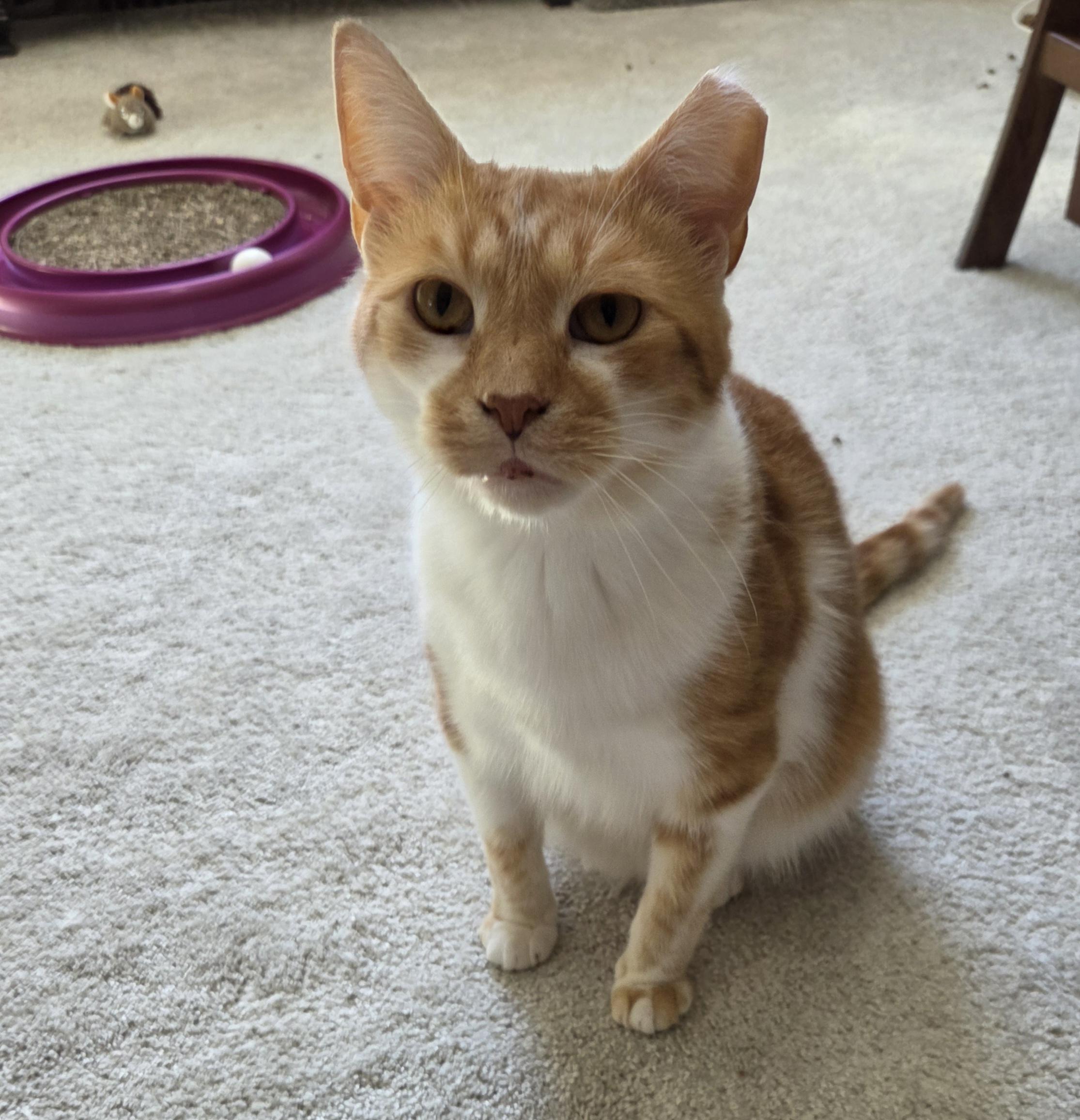 Enlarge Pumpkin, a Adoptable mixed breed in Mount Clemens, MI image 5/6