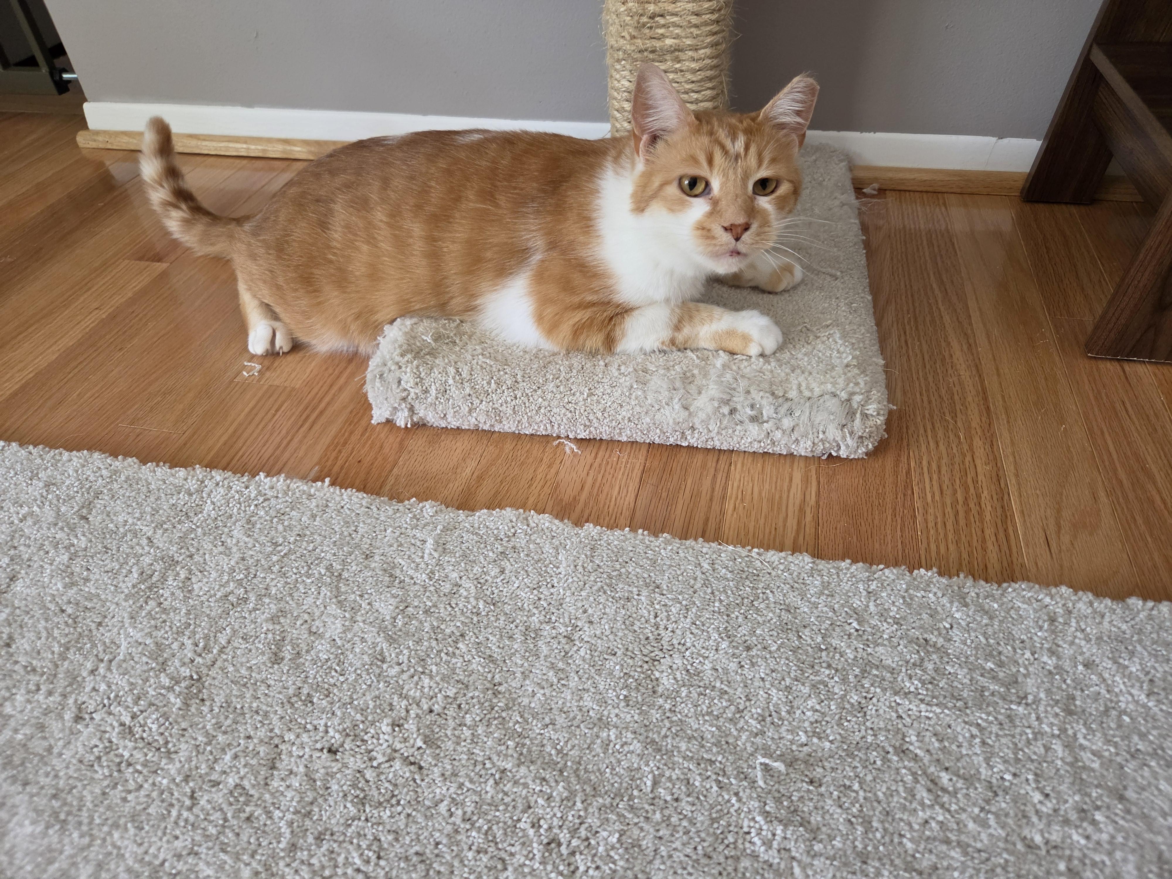 Enlarge Pumpkin, a Adoptable mixed breed in Mount Clemens, MI image 4/6