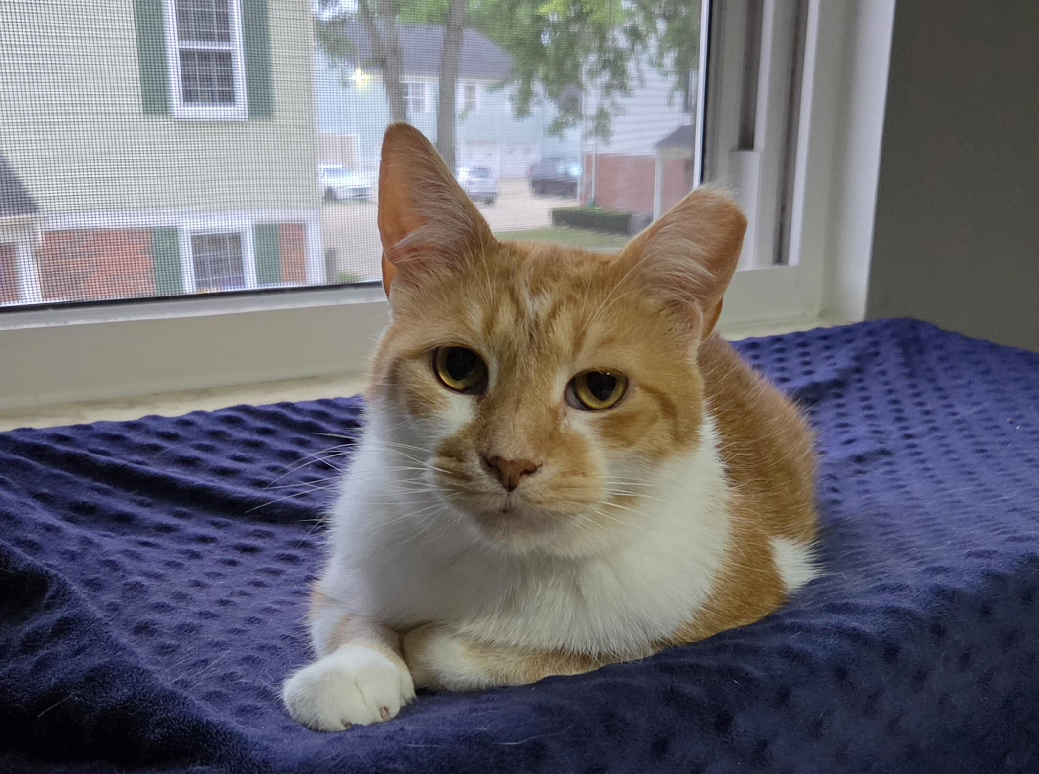 Enlarge Pumpkin, a Adoptable mixed breed in Mount Clemens, MI image 3/6