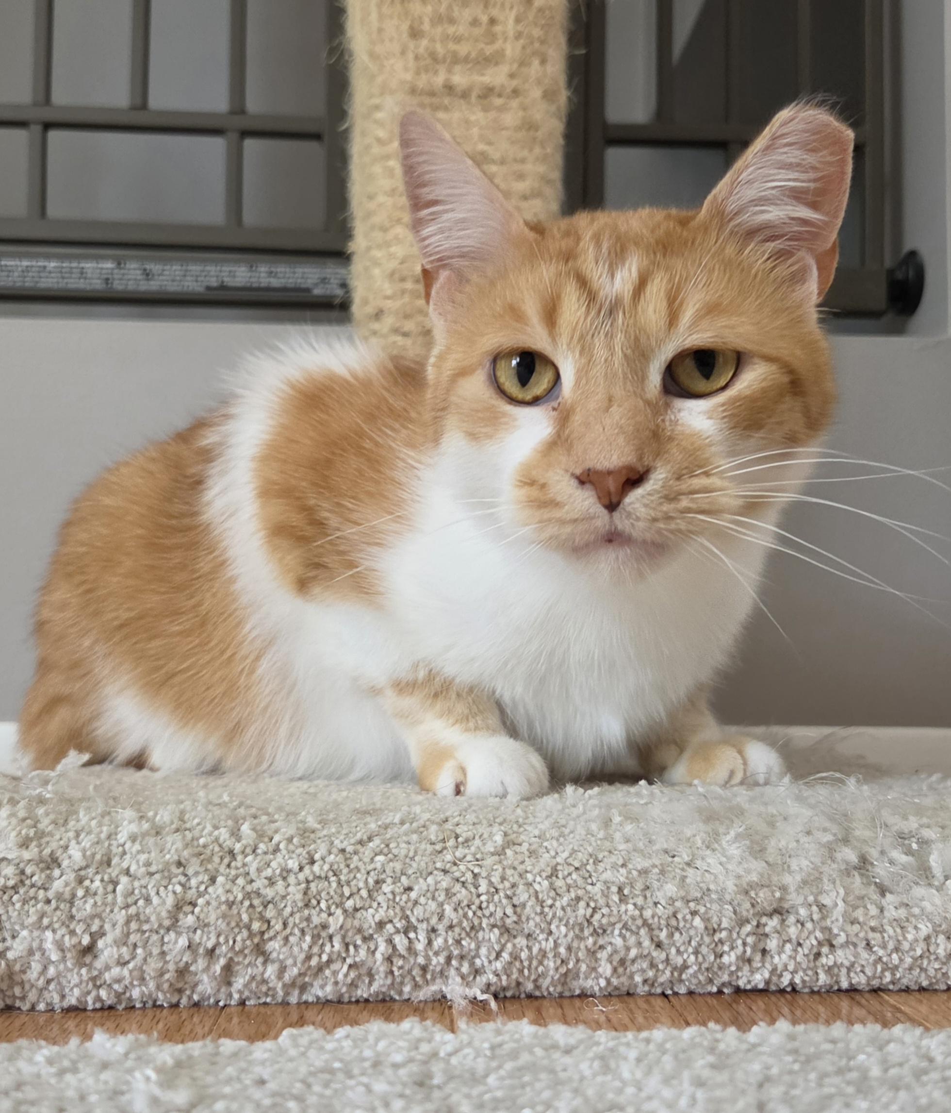 Enlarge Pumpkin, a Adoptable mixed breed in Mount Clemens, MI image 1/6