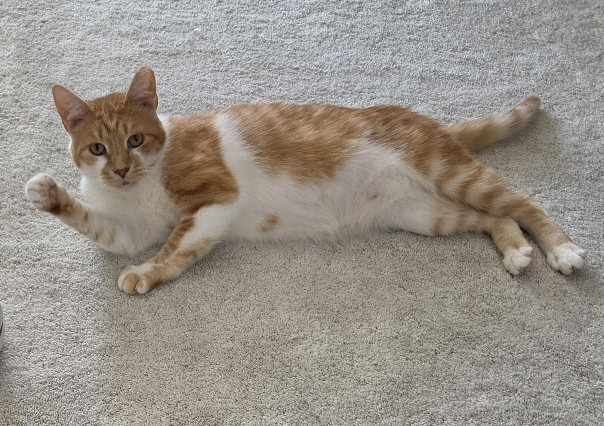 Enlarge Pumpkin, a Adoptable mixed breed in Mount Clemens, MI image 2/6