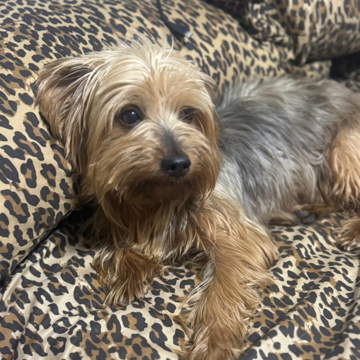 Enlarge Bruno, a Adopted Yorkshire Terrier in Miami, FL image 2/6