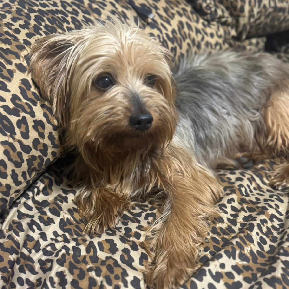 Enlarge Bruno, a Adopted Yorkshire Terrier in Miami, FL image 3/6