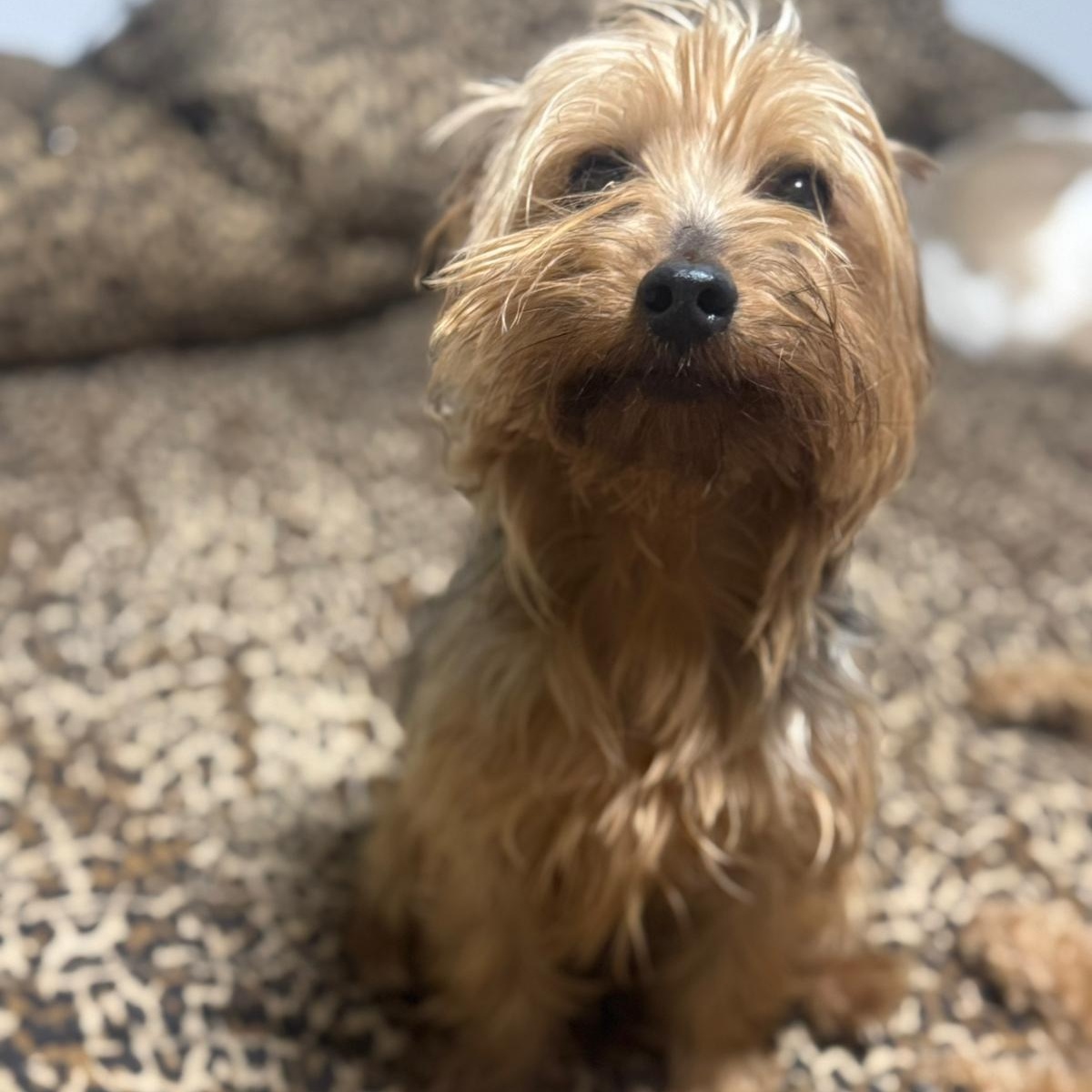 Enlarge Bruno, a Adopted Yorkshire Terrier in Miami, FL image 1/6