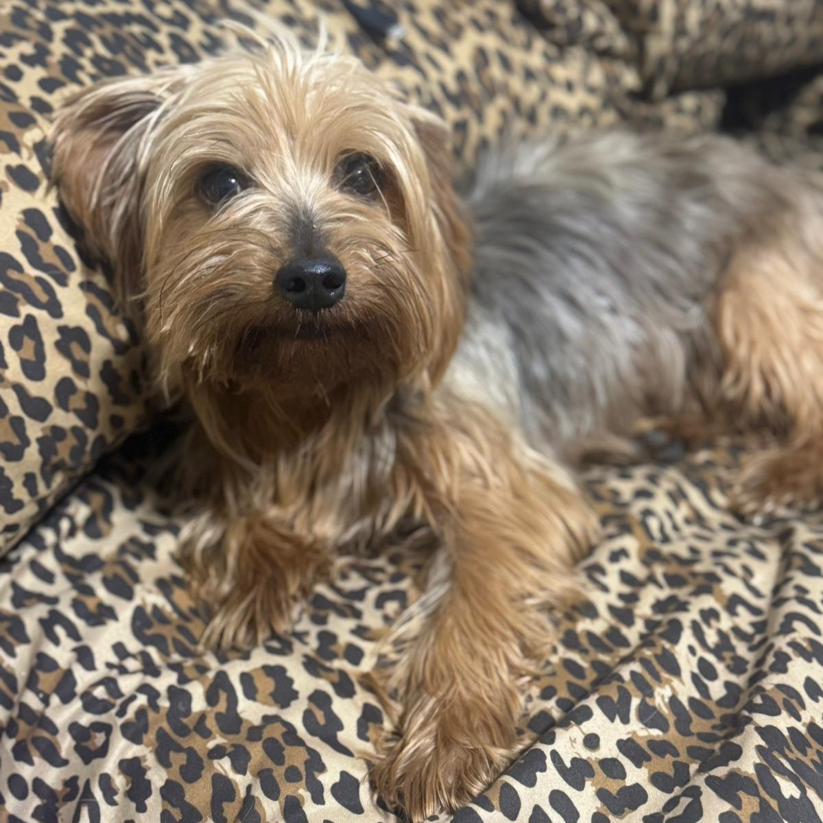 Enlarge Bruno, a Adopted Yorkshire Terrier in Miami, FL image 4/6