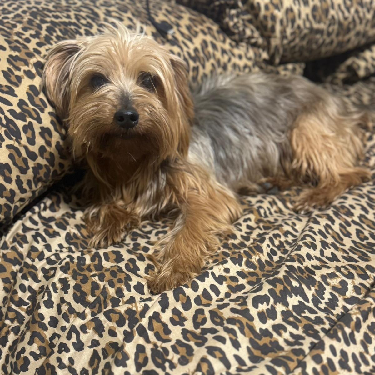 Enlarge Bruno, a Adopted Yorkshire Terrier in Miami, FL image 5/6