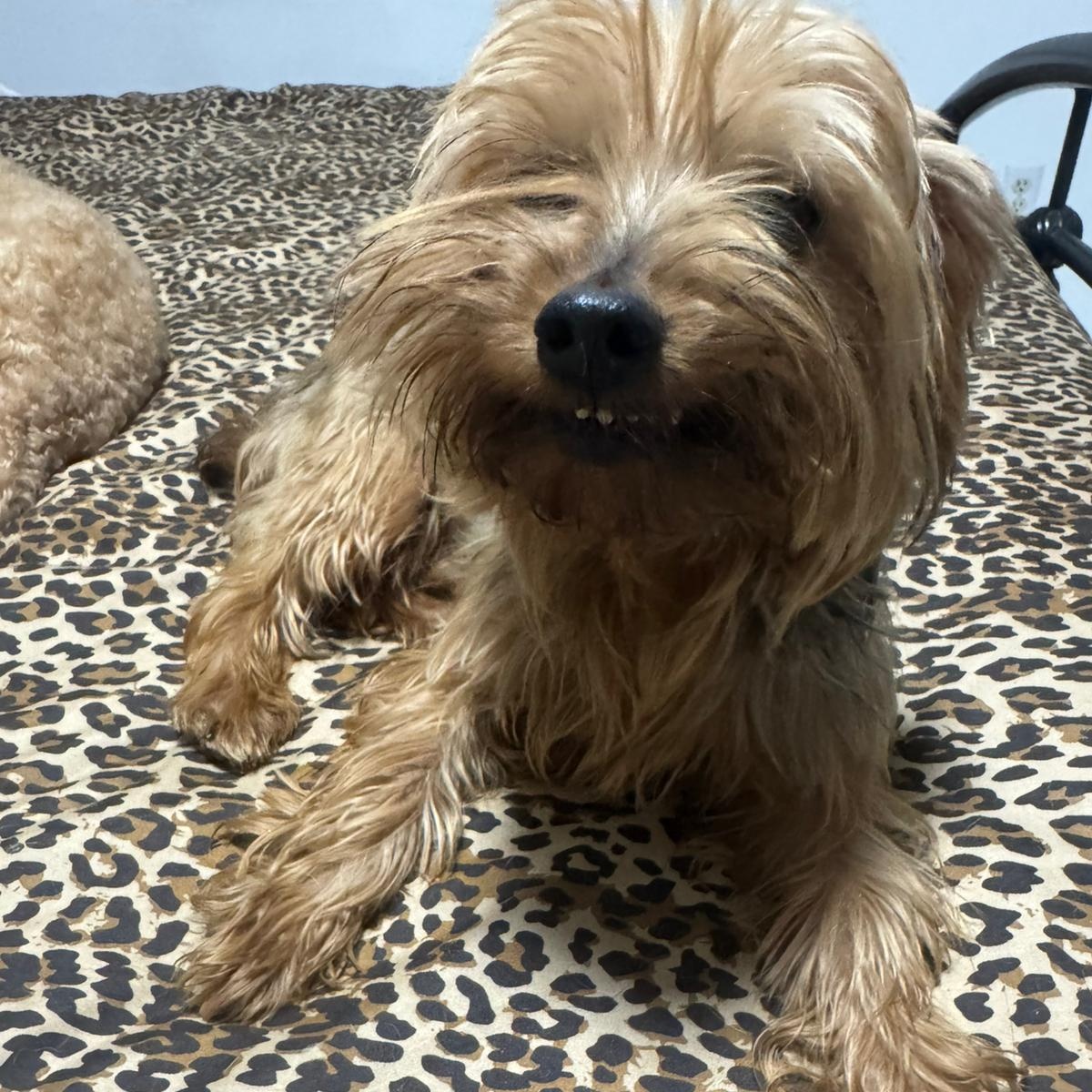 Enlarge Bruno, a Adopted Yorkshire Terrier in Miami, FL image 6/6