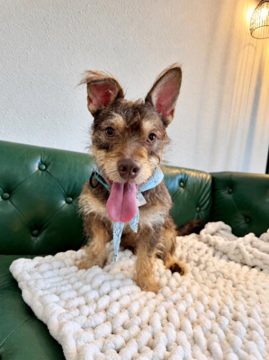 Enlarge Roki Scruff and Shenanigans, a Adoptable mixed breed in Friendswood, TX image 5/6