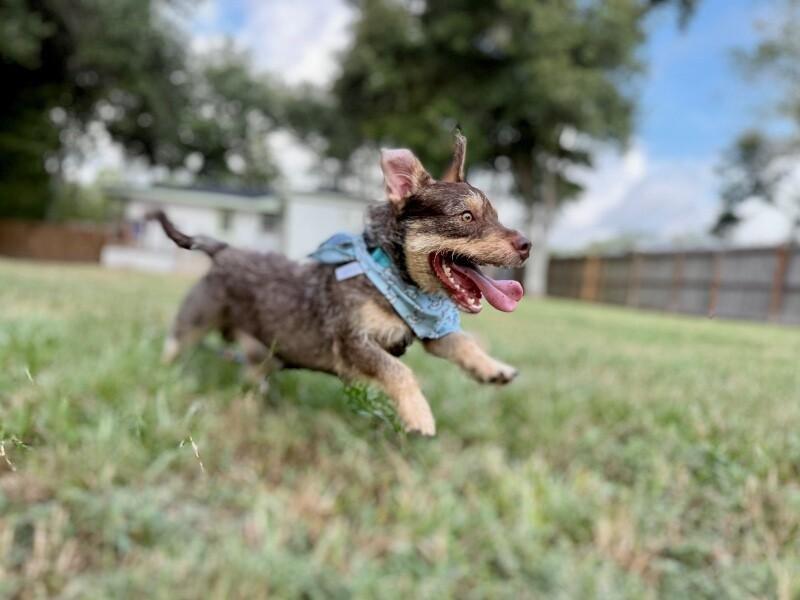 Enlarge Roki Scruff and Shenanigans, a Adoptable mixed breed in Friendswood, TX image 2/6