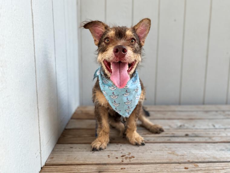 Enlarge Roki Scruff and Shenanigans, a Adoptable mixed breed in Friendswood, TX image 1/6