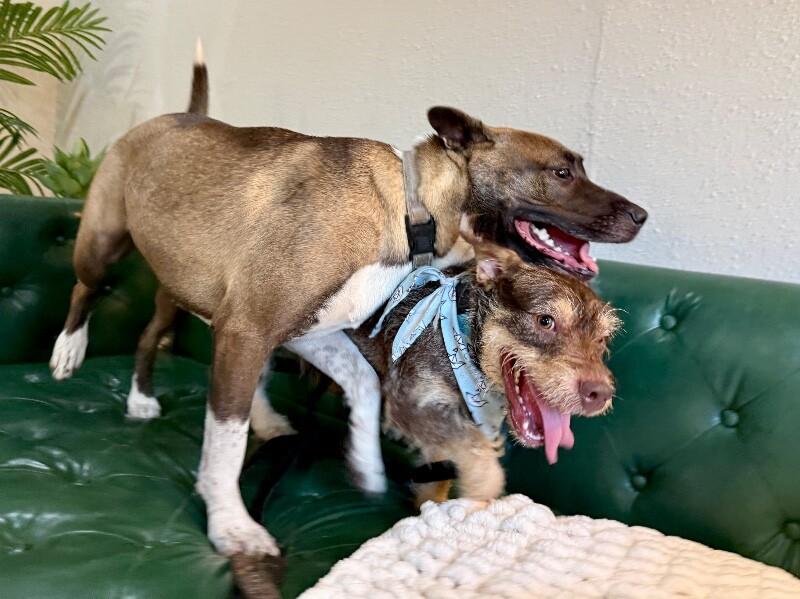 Enlarge Roki Scruff and Shenanigans, a Adoptable mixed breed in Friendswood, TX image 4/6