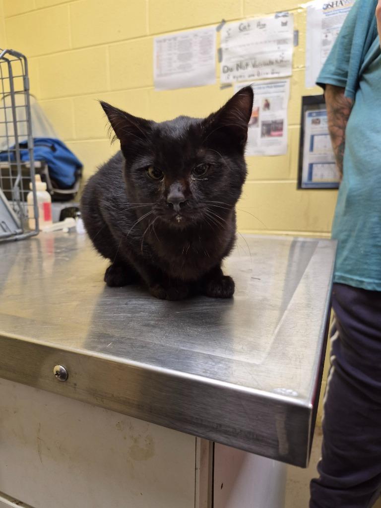 Skorpan, Adoptable, Kitten Male Domestic Medium Hair.