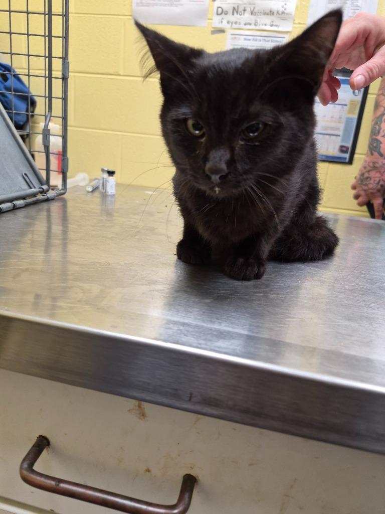 Enlarge Skorpan, a Adoptable mixed breed in Crossville, TN image 2/2