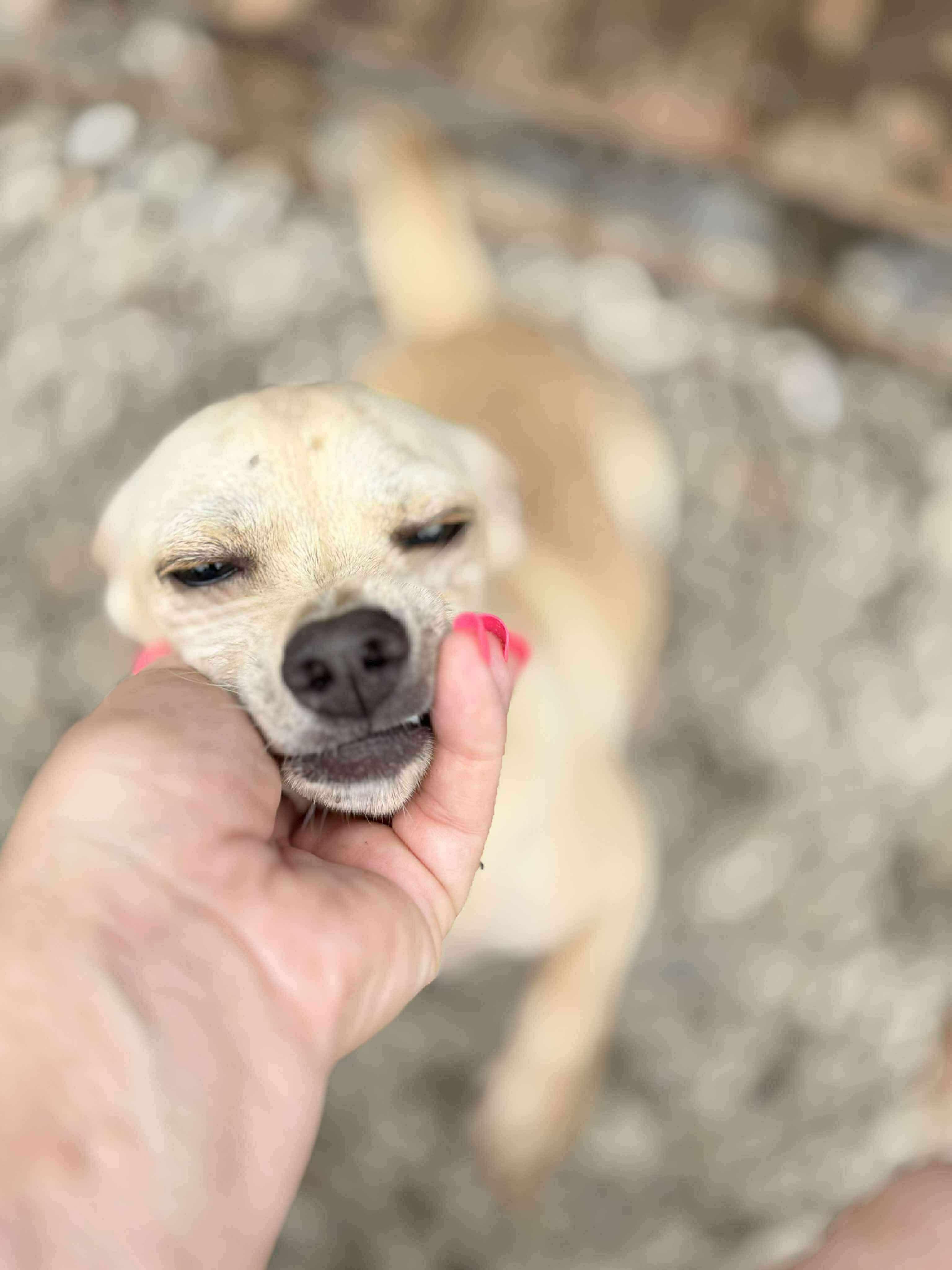 Troy, Adopted, Adult Male Chihuahua.
