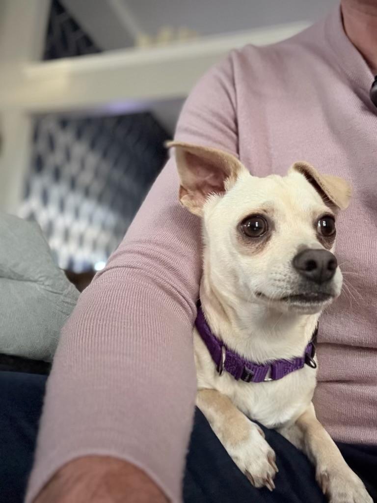 Enlarge Troy, a Adopted Chihuahua in Virginia Beach, VA image 2/6