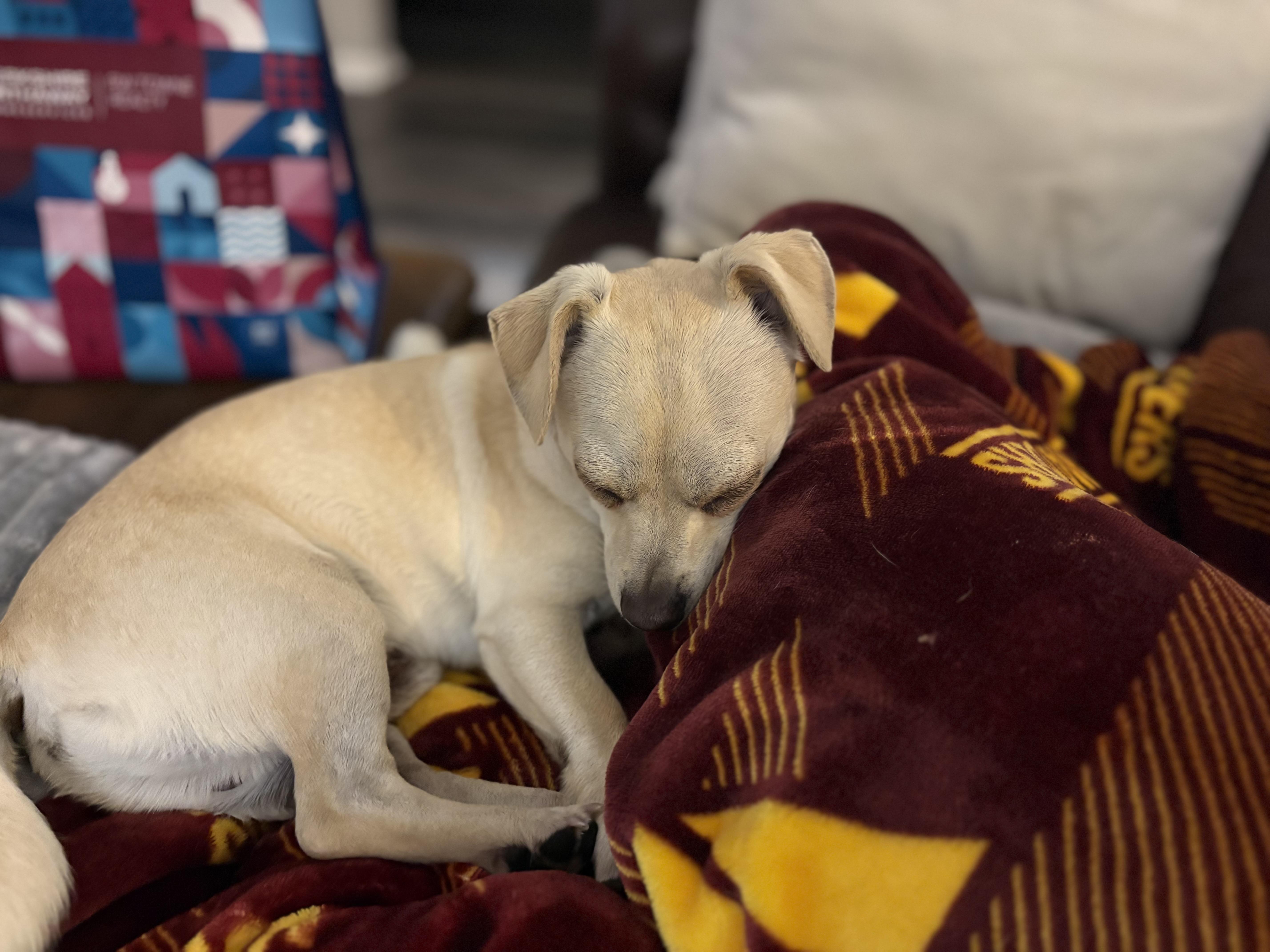 Enlarge Troy, a Adopted Chihuahua in Virginia Beach, VA image 6/6