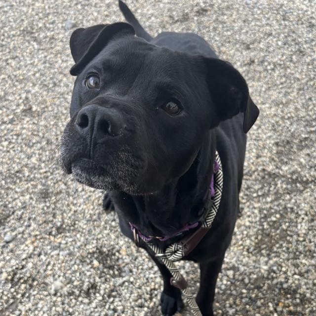BLACK JACK, Adoptable, Young Male Labrador Retriever & Mixed Breed.