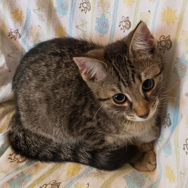 Enlarge Comet, a Adopted Domestic Short Hair in Fishkill, NY image 1/1