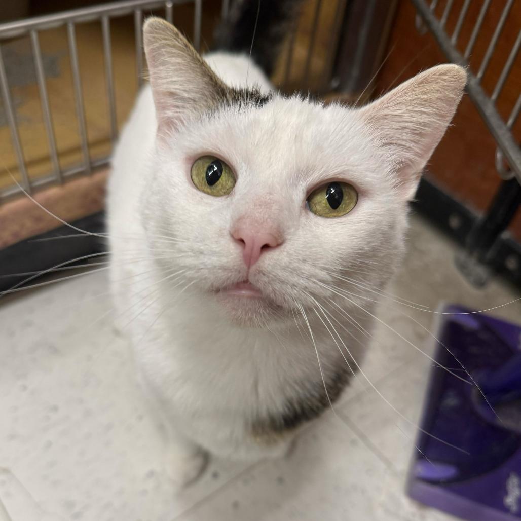 Queenie, Adoptable, Adult Female Domestic Short Hair.