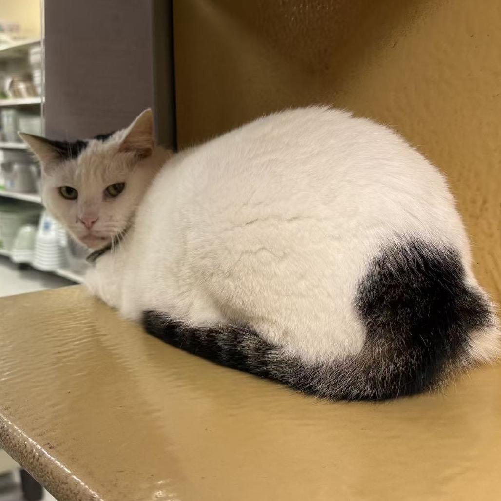 Enlarge Queenie, a Adoptable Domestic Short Hair in Escondido, CA image 2/6