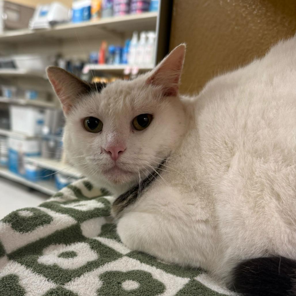 Enlarge Queenie, a Adoptable Domestic Short Hair in Escondido, CA image 3/6