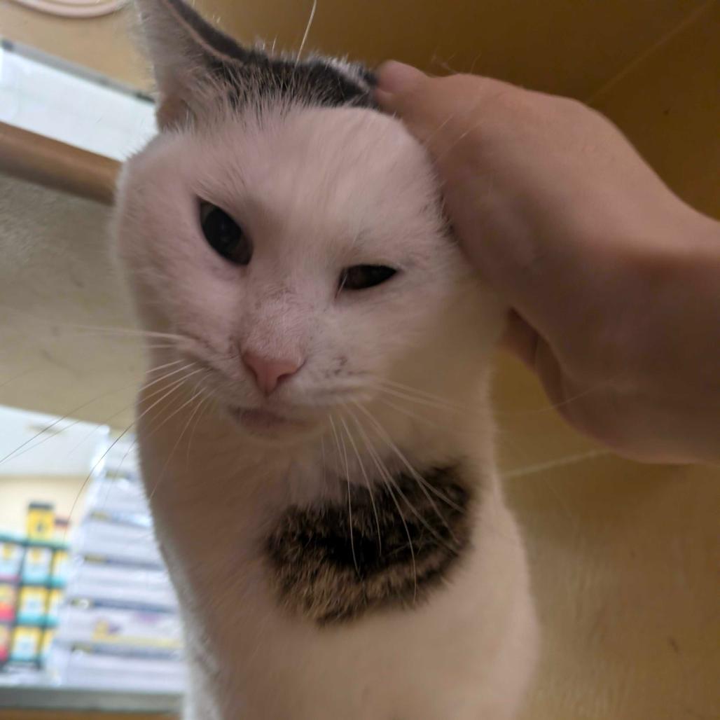 Enlarge Queenie, a Adoptable Domestic Short Hair in Escondido, CA image 4/6