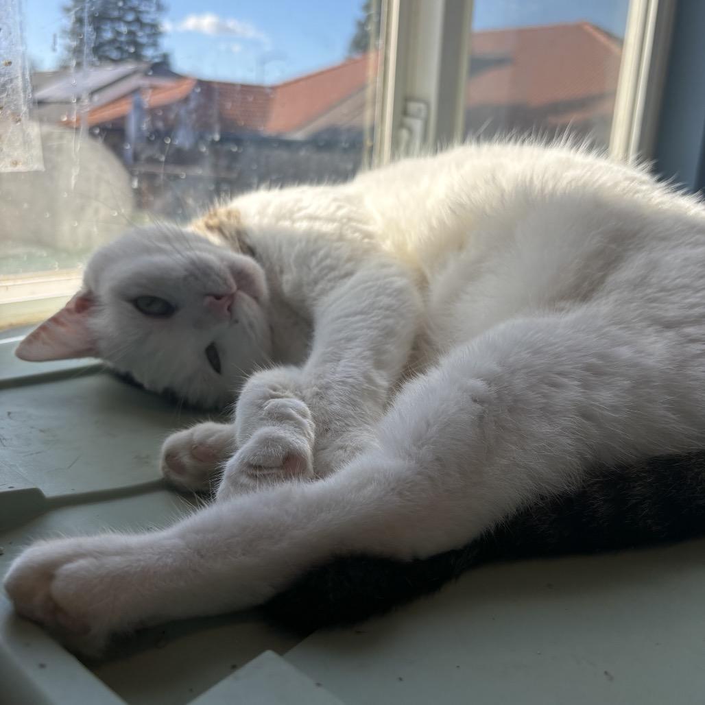 Enlarge Queenie, a Adoptable Domestic Short Hair in Escondido, CA image 5/6