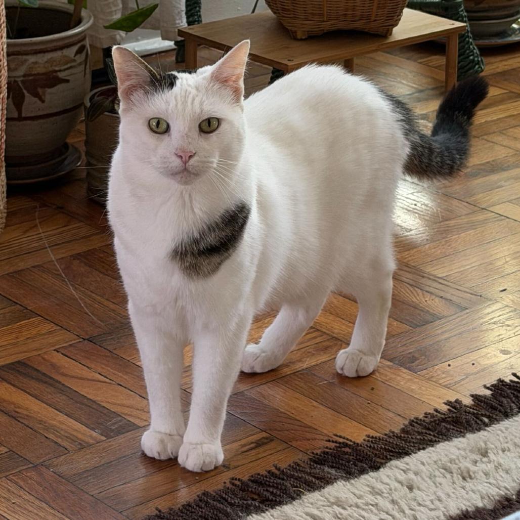 Enlarge Queenie, a Adoptable Domestic Short Hair in Escondido, CA image 5/6