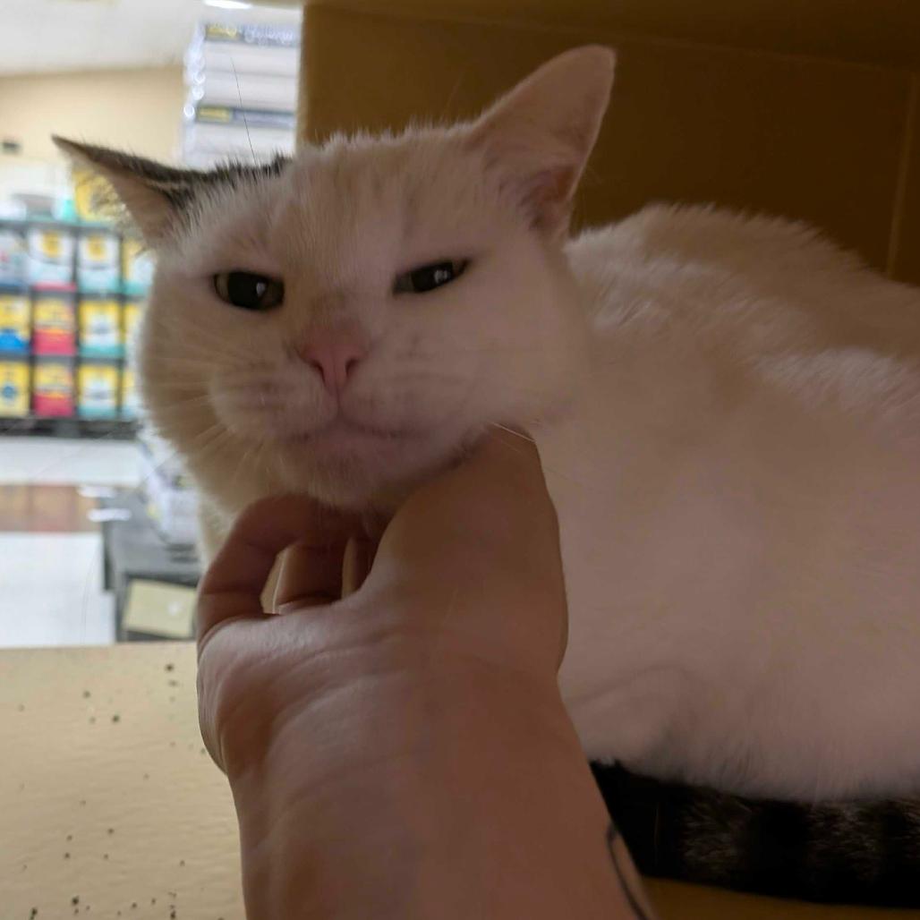 Enlarge Queenie, a Adoptable Domestic Short Hair in Escondido, CA image 6/6