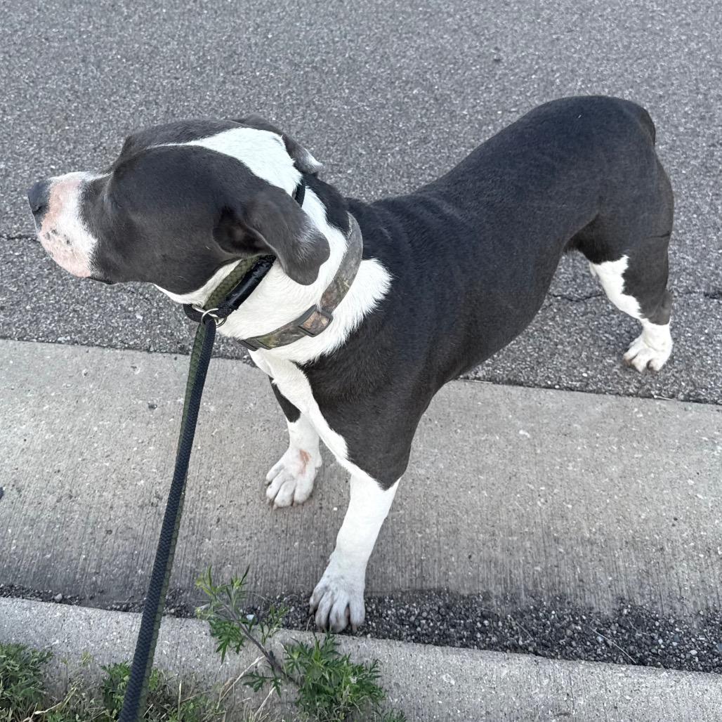 Guapo, Adoptable, Young Male Border Collie & Pit Bull Terrier.