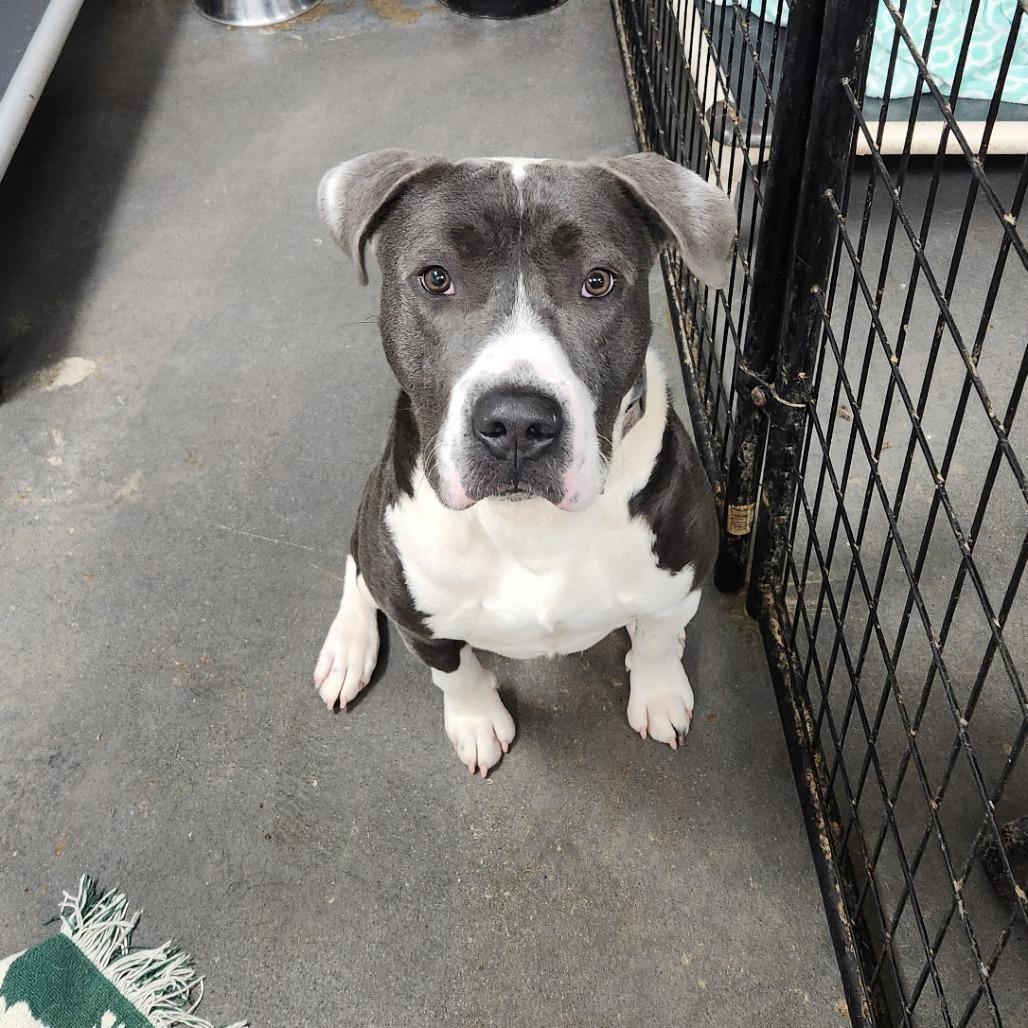 Guapo, a Adoptable mixed breed in Normal, IL image 2/3