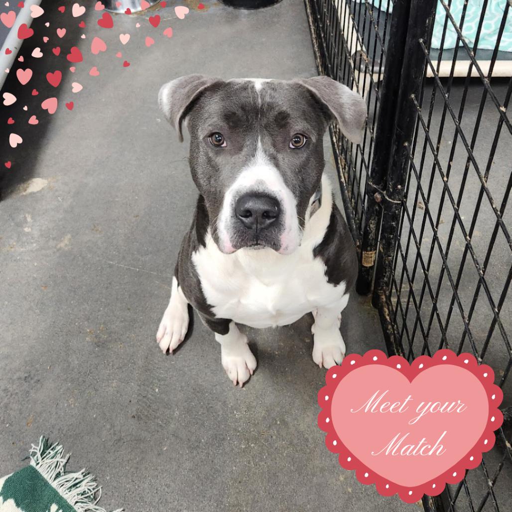 Guapo, a Adoptable mixed breed in Normal, IL image 3/3