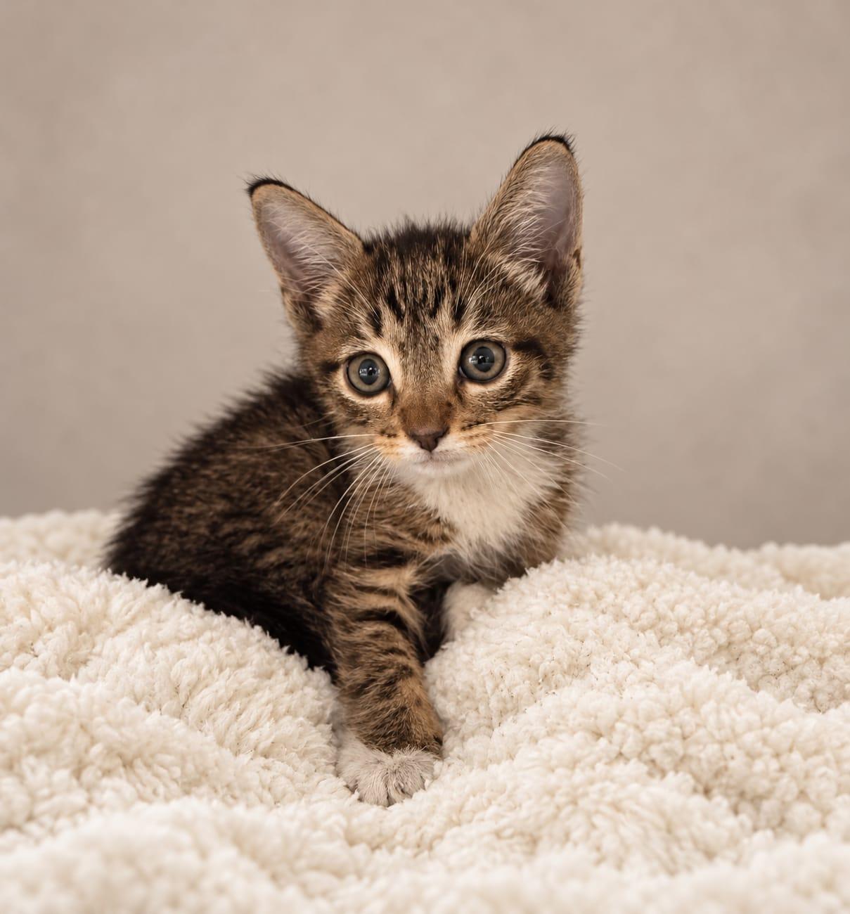 Fleskes, Adoptable, Kitten Male Tabby.