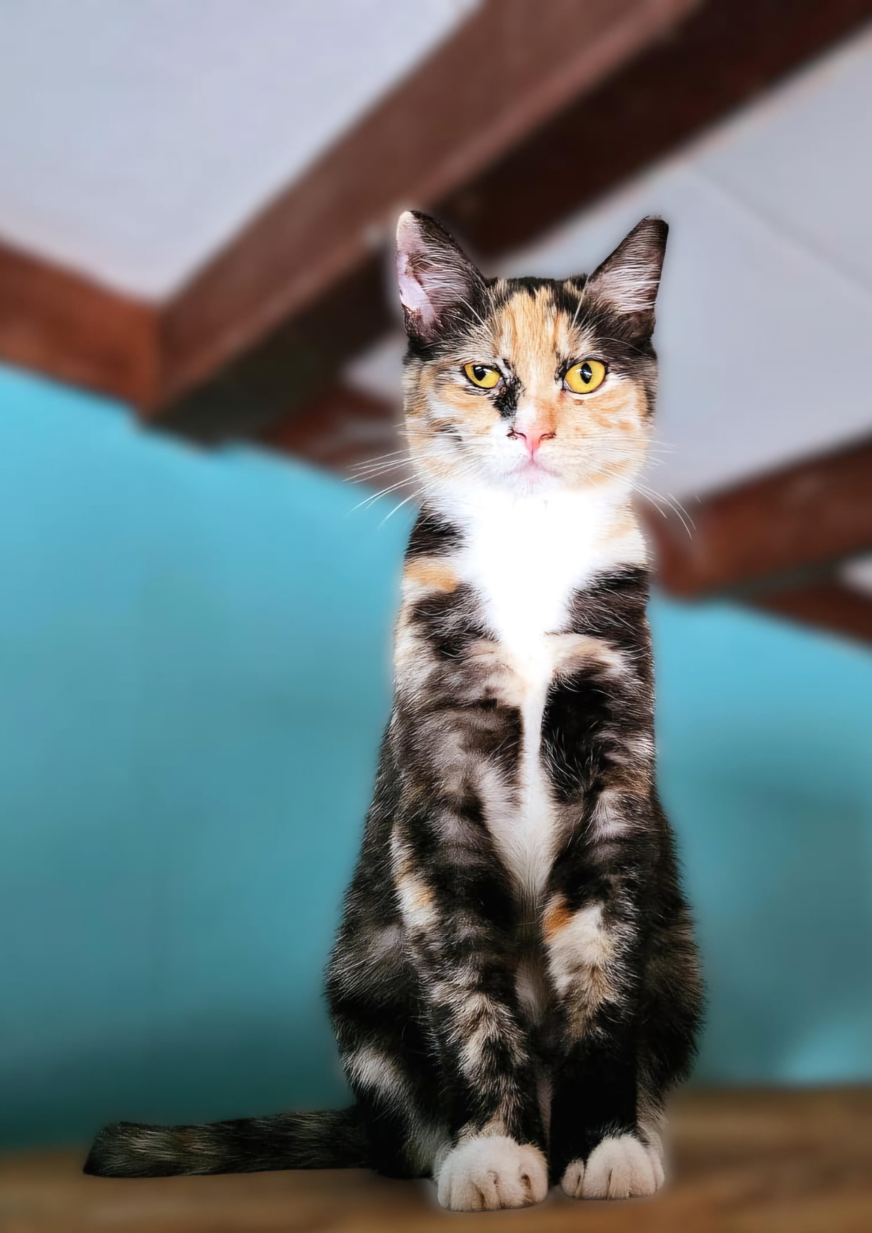 Betina, a Adoptable Domestic Short Hair in Scottsdale, AZ image 2/4