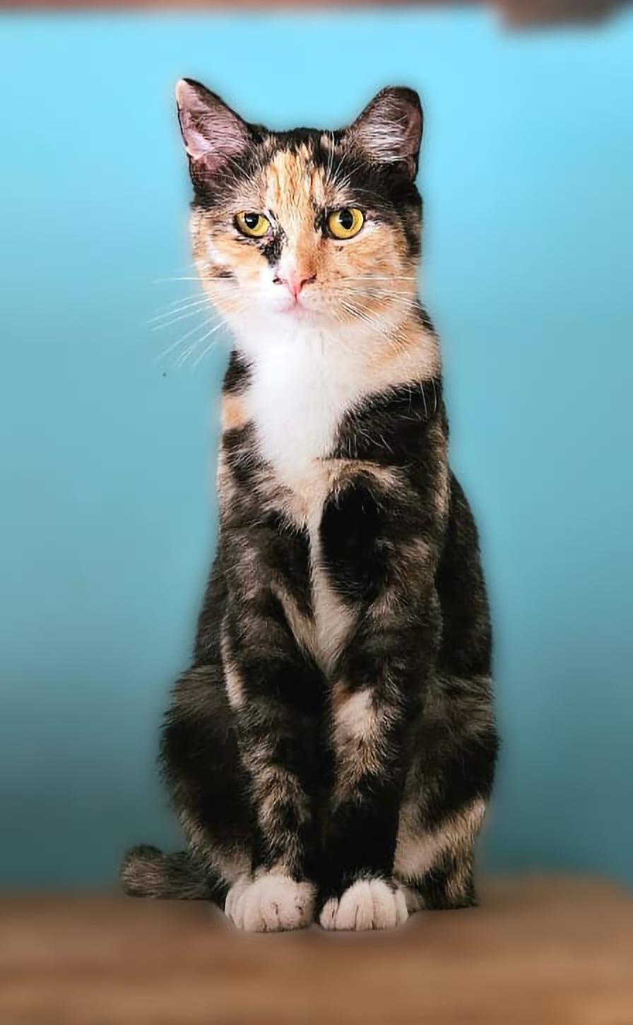Betina, a Adoptable Domestic Short Hair in Scottsdale, AZ image 4/4
