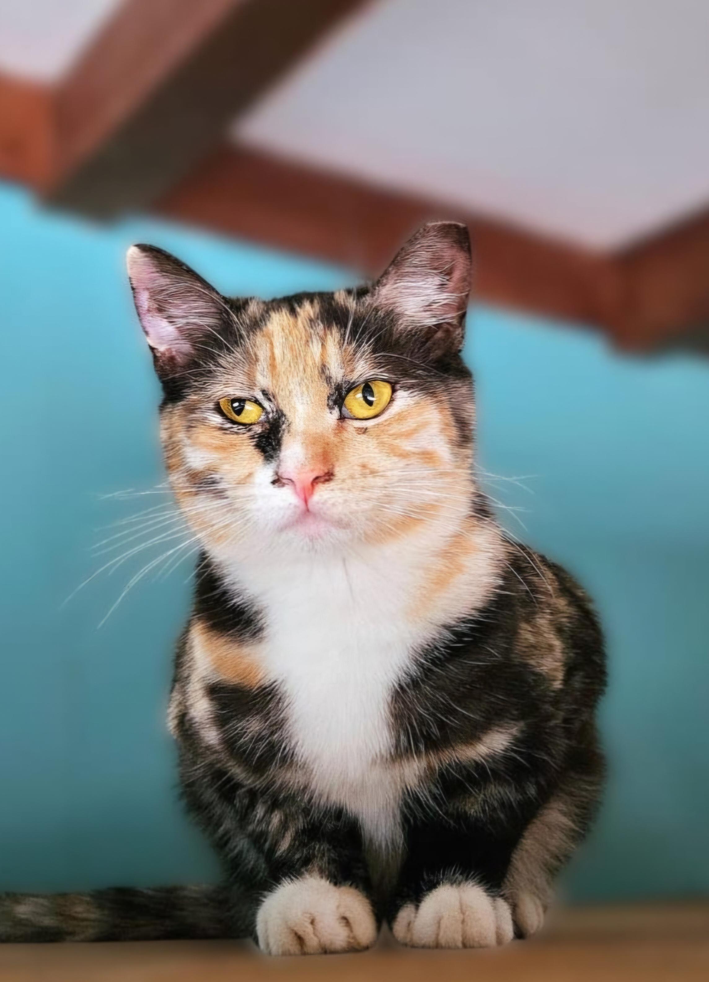 Betina, a Adoptable Domestic Short Hair in Scottsdale, AZ image 3/4