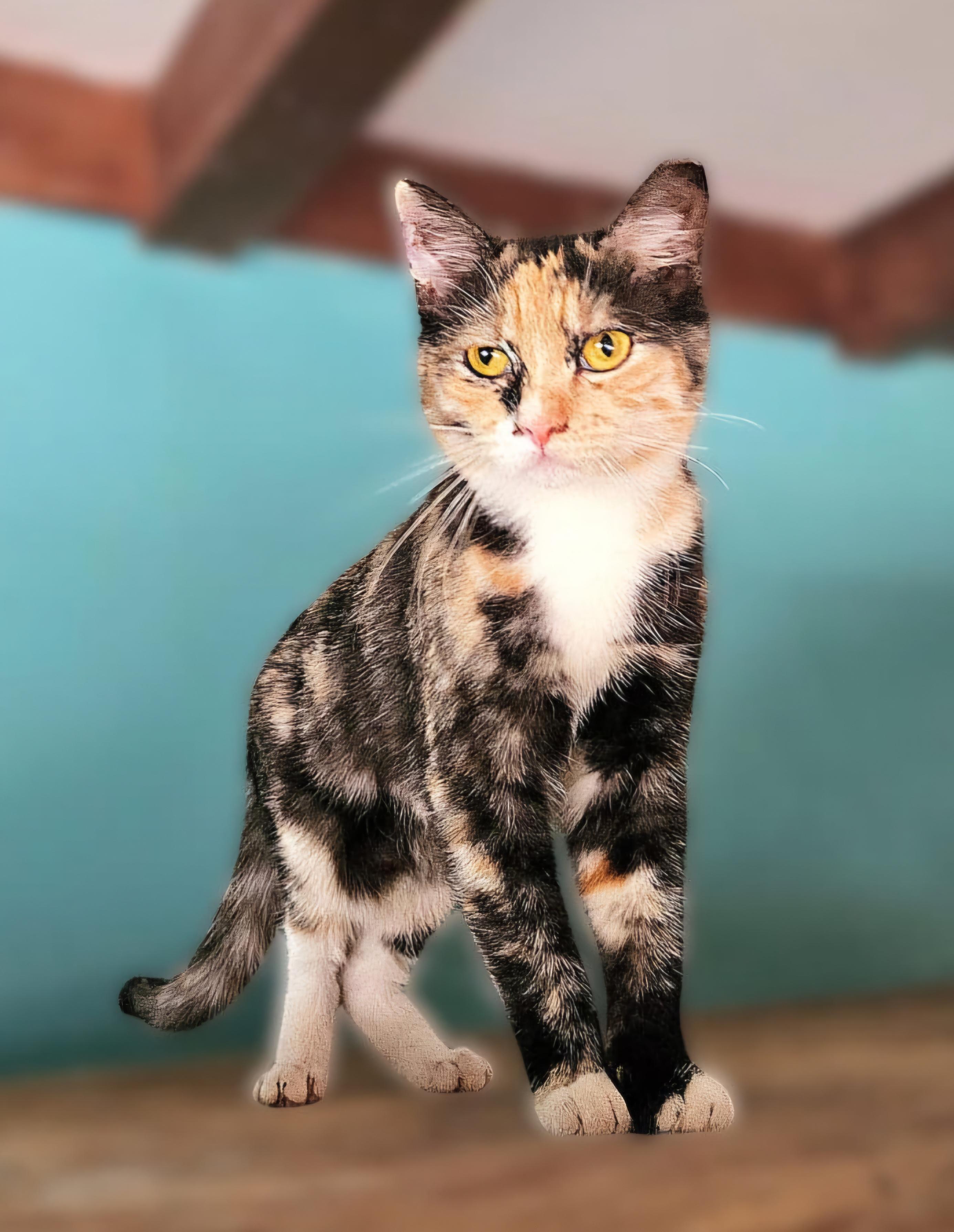 Betina, Young Female Domestic Short Hair