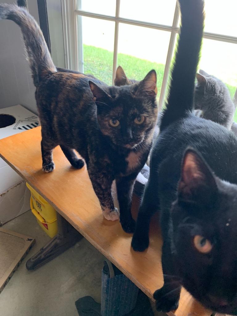 Ruby, Adoptable, Adult Female Domestic Short Hair.