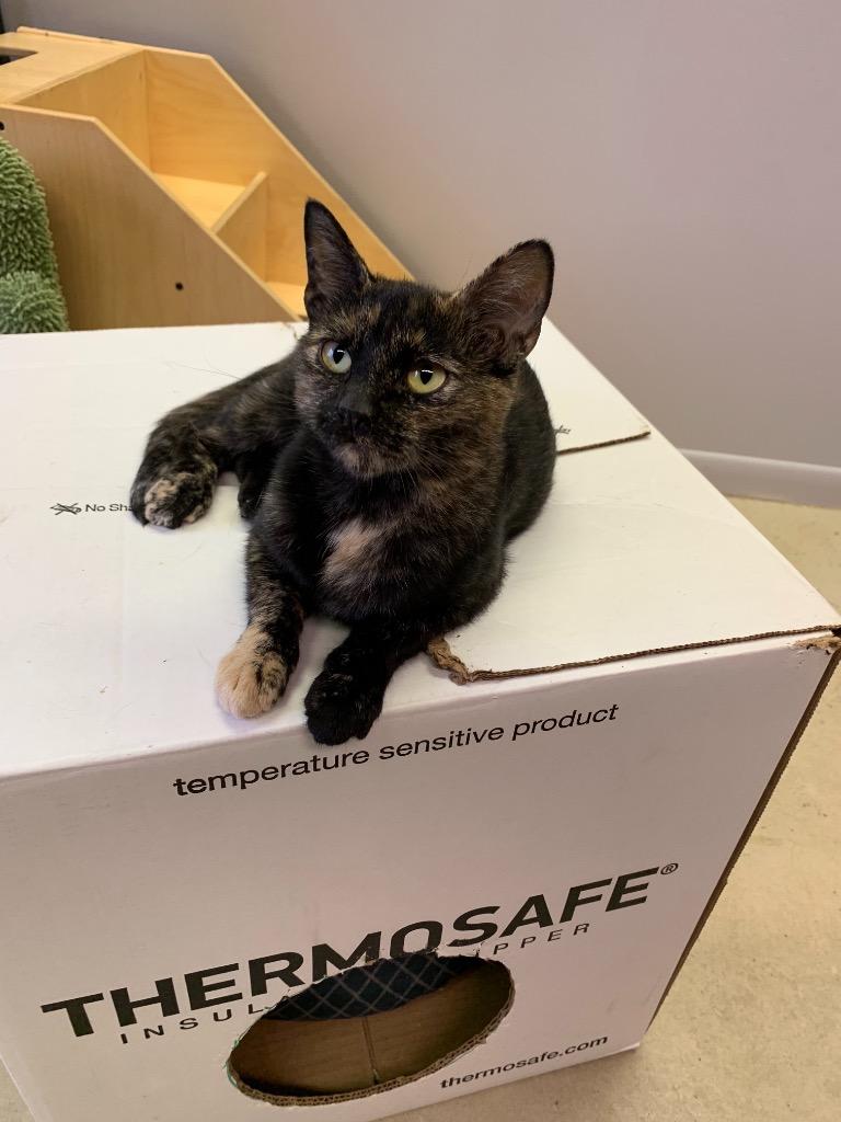 Ruby, Adoptable, Adult Female Domestic Short Hair.