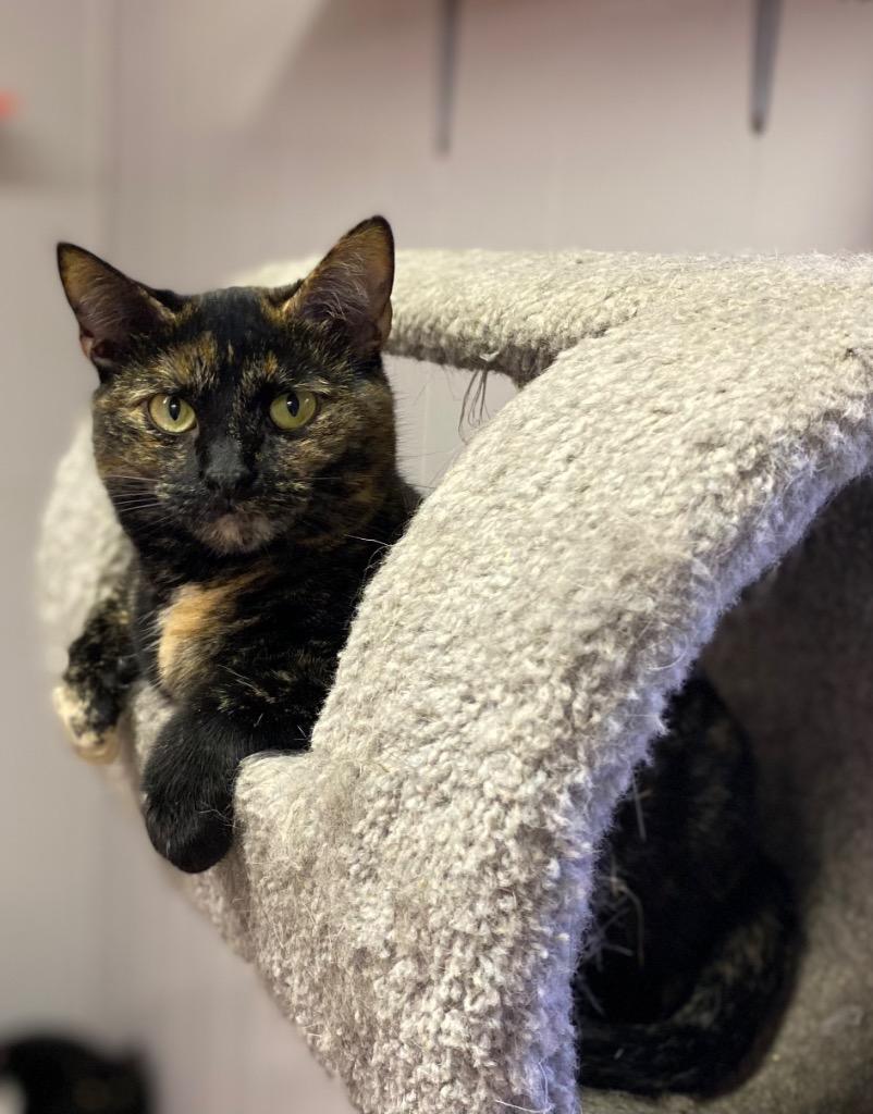Ruby, Adoptable, Adult Female Domestic Short Hair.